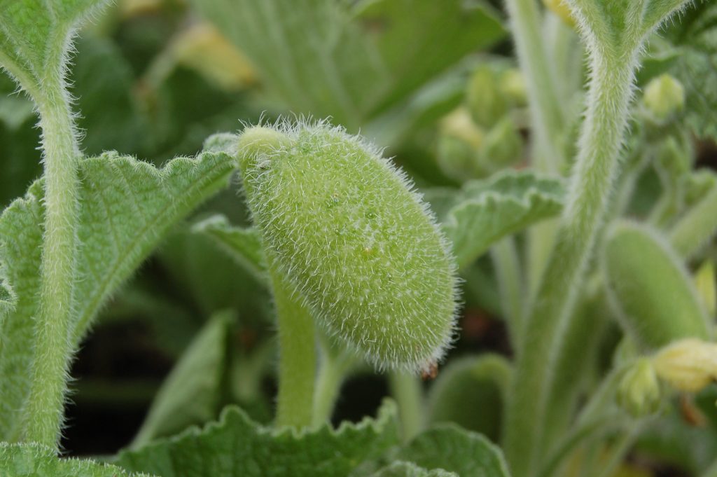 green cucumber shaped plant.