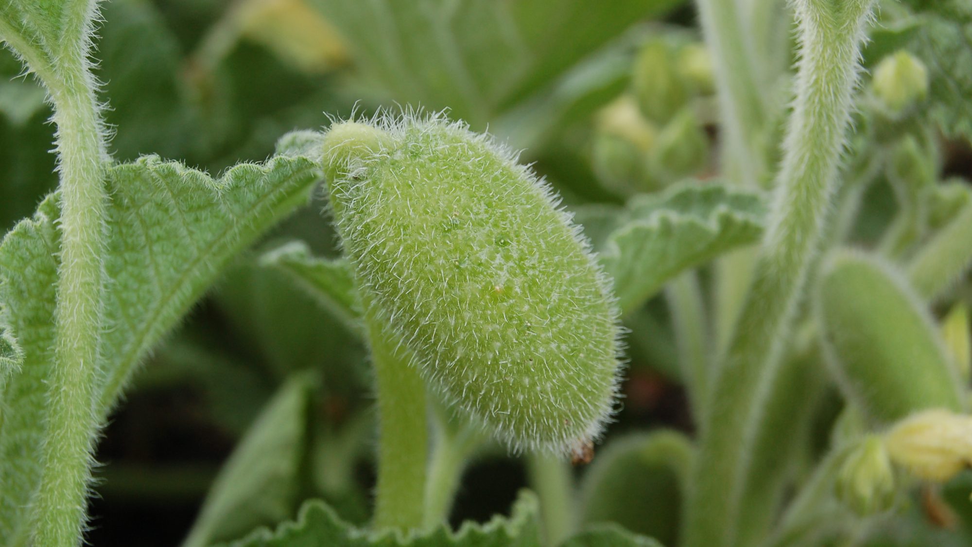 squirting cucumber
