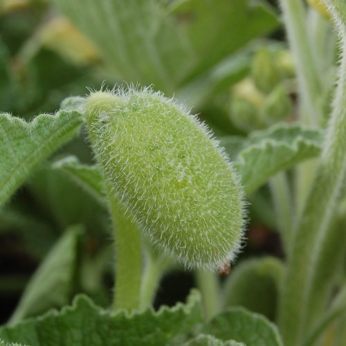 Some of the plants highlighted in The Green Planet programmes