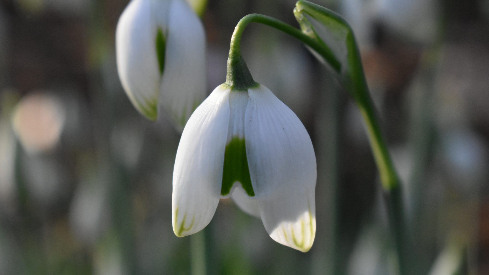 Galanthus nivalis 'Flore Pleno' x G. plicatus