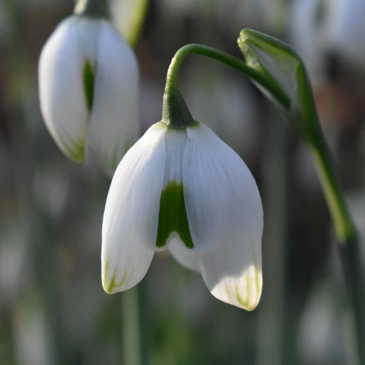 Galanthus nivalis ‘Flore Pleno’ x G. plicatus