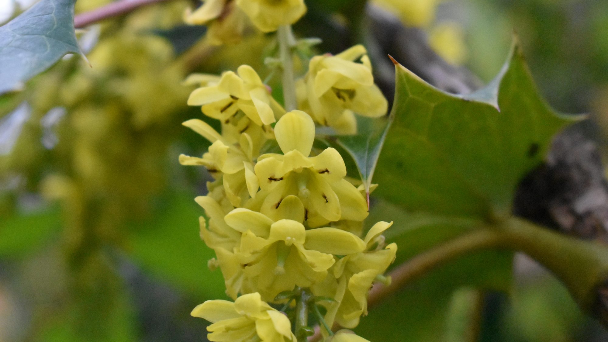 Mahonia x lindsayae 'Cantab'