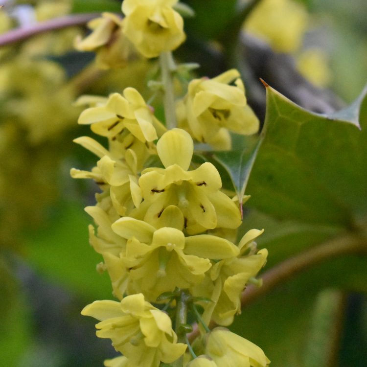 Mahonia x lindsayae ‘Cantab’