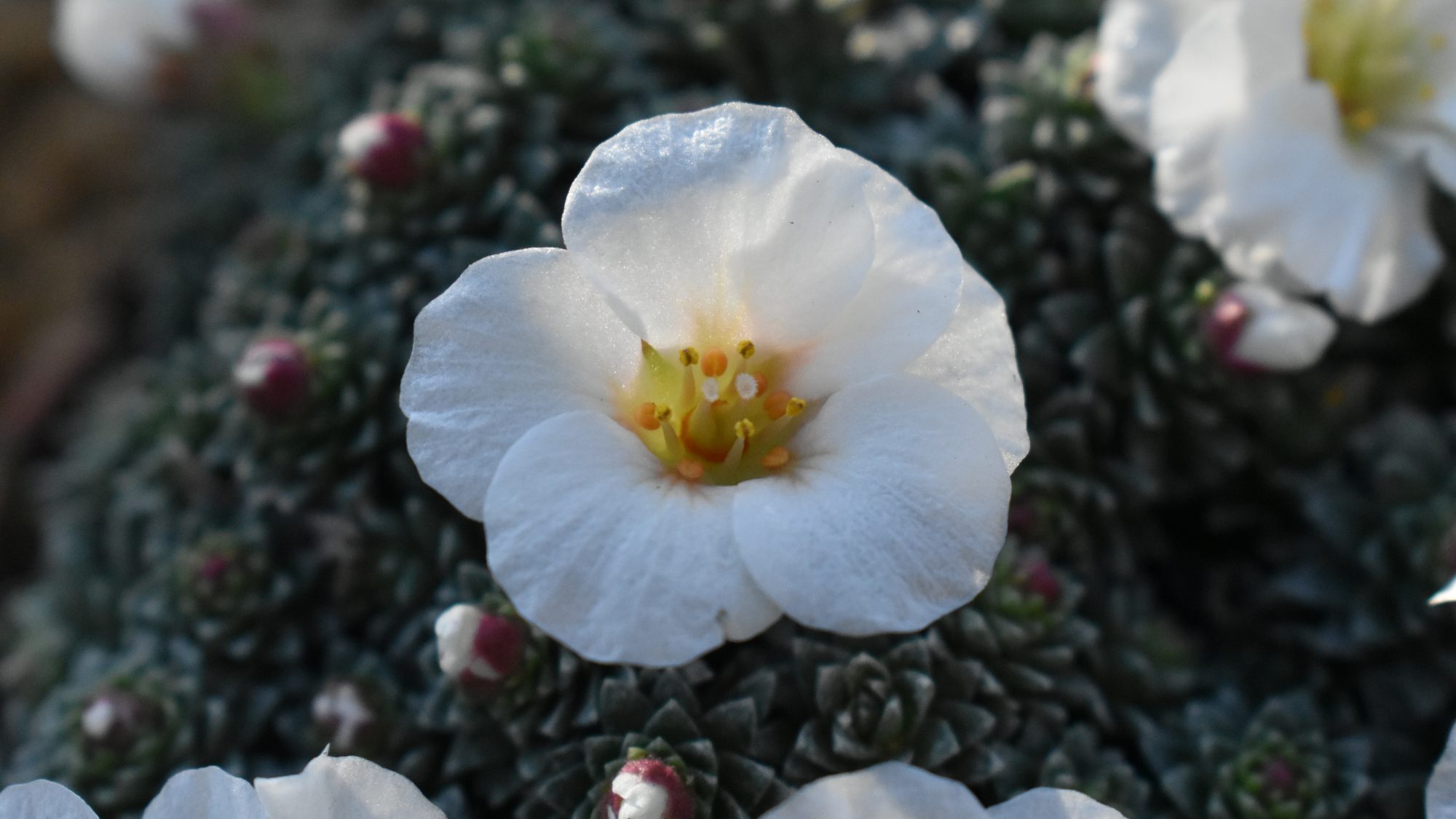 Saxifraga 'Joy Bishop'