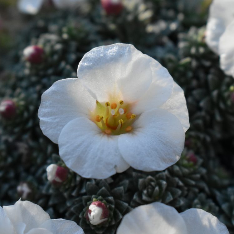 Saxifraga ‘Joy Bishop’
