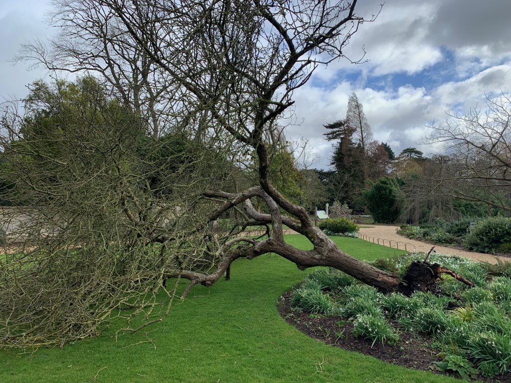 fallen tree in the botanic garden