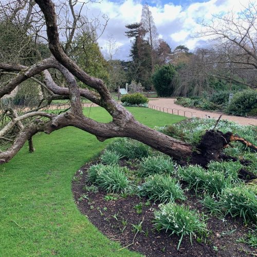 Storm Eunice blows down CUBG's 