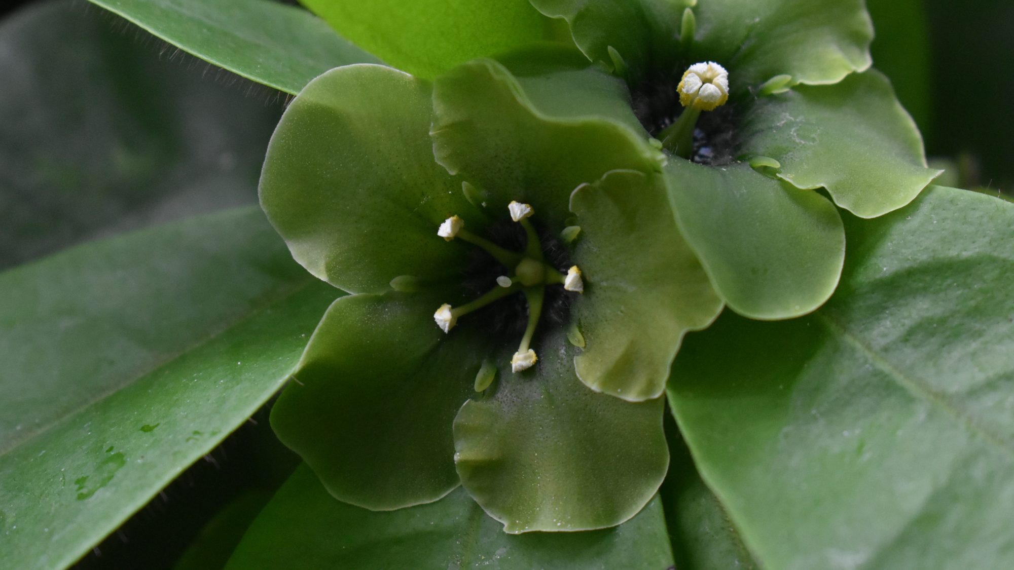 Deherainia smaragdina