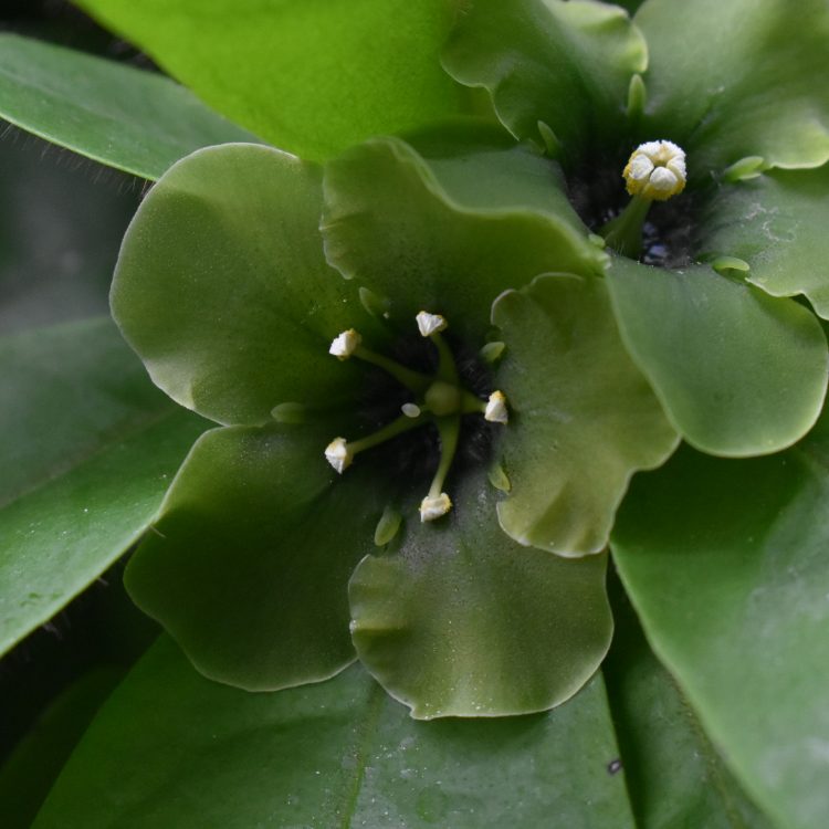 Deherainia smaragdina