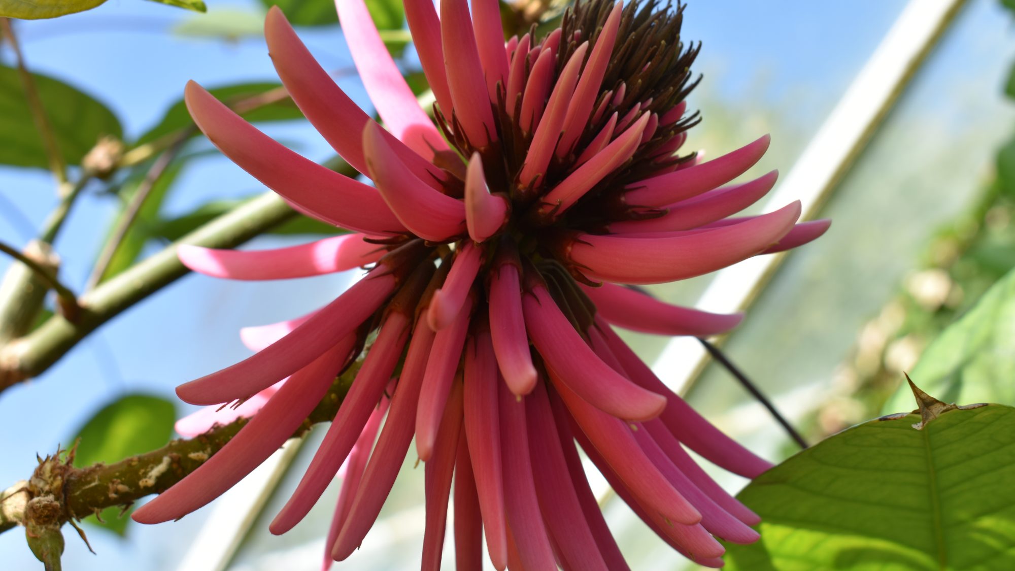 Erythrina americana