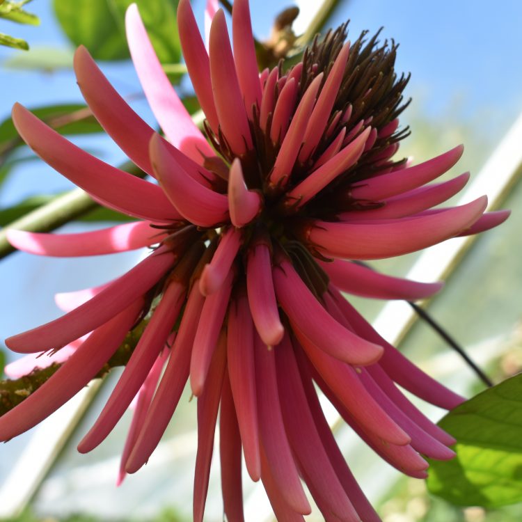 Erythrina americana