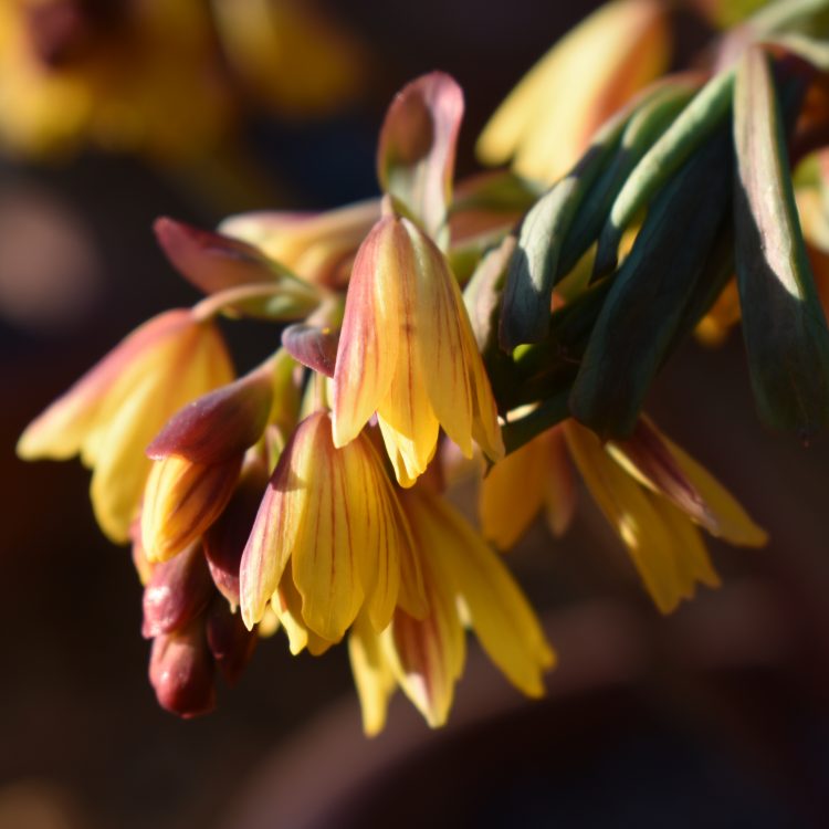 Gymnospermium albertii