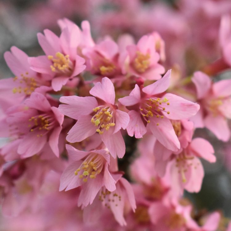 Prunus x incam ‘Okame’