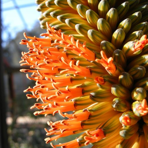 We're all using wild plants: lets ensure they are harvested sustainably