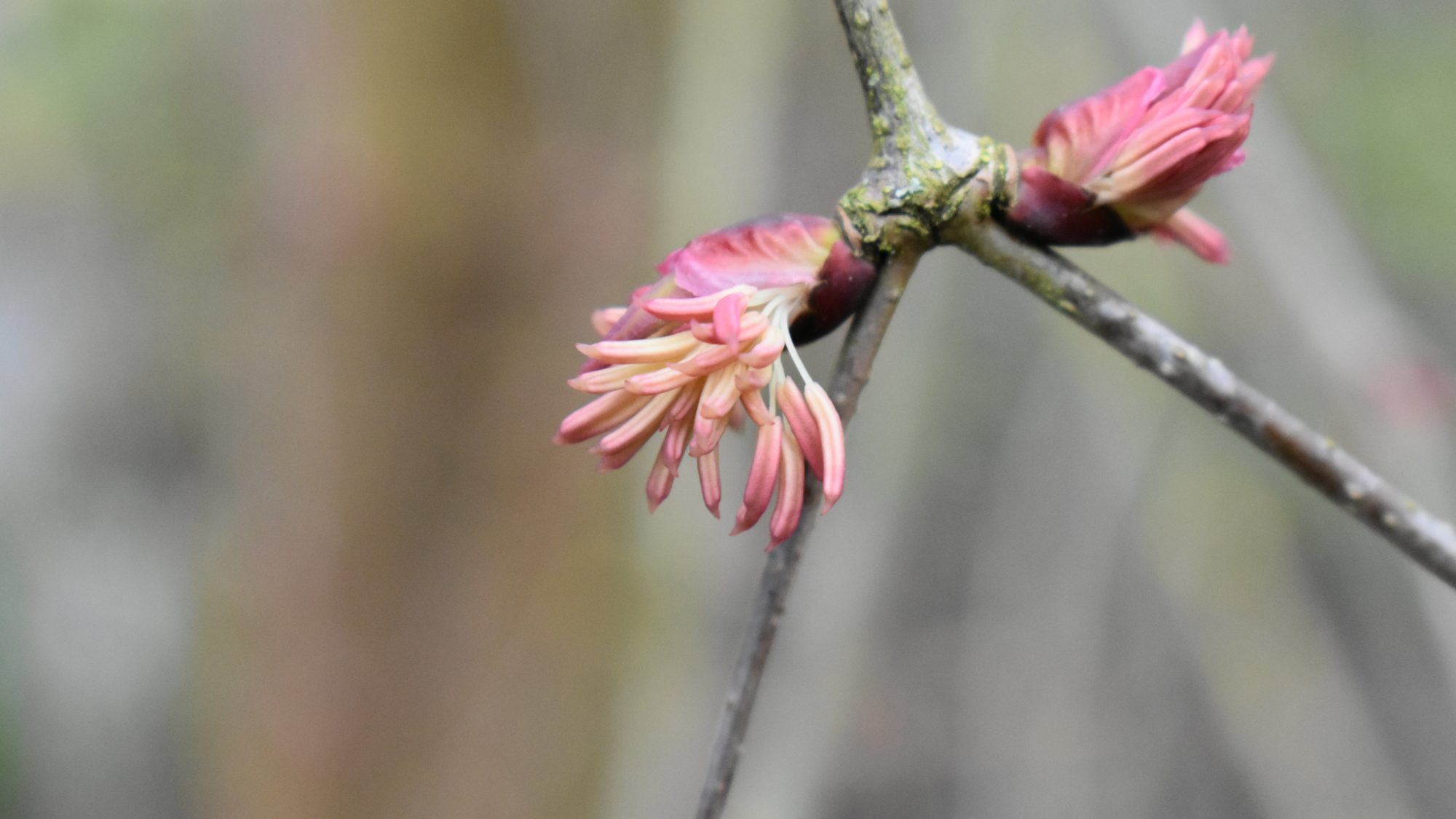 Pink-tinged cluster of male flowers.