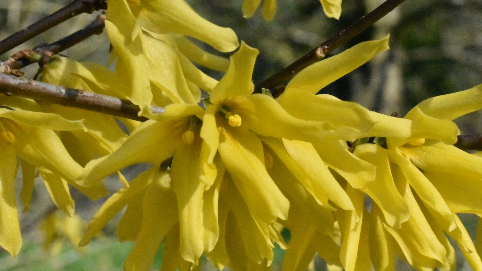 Open, golden flowers.
