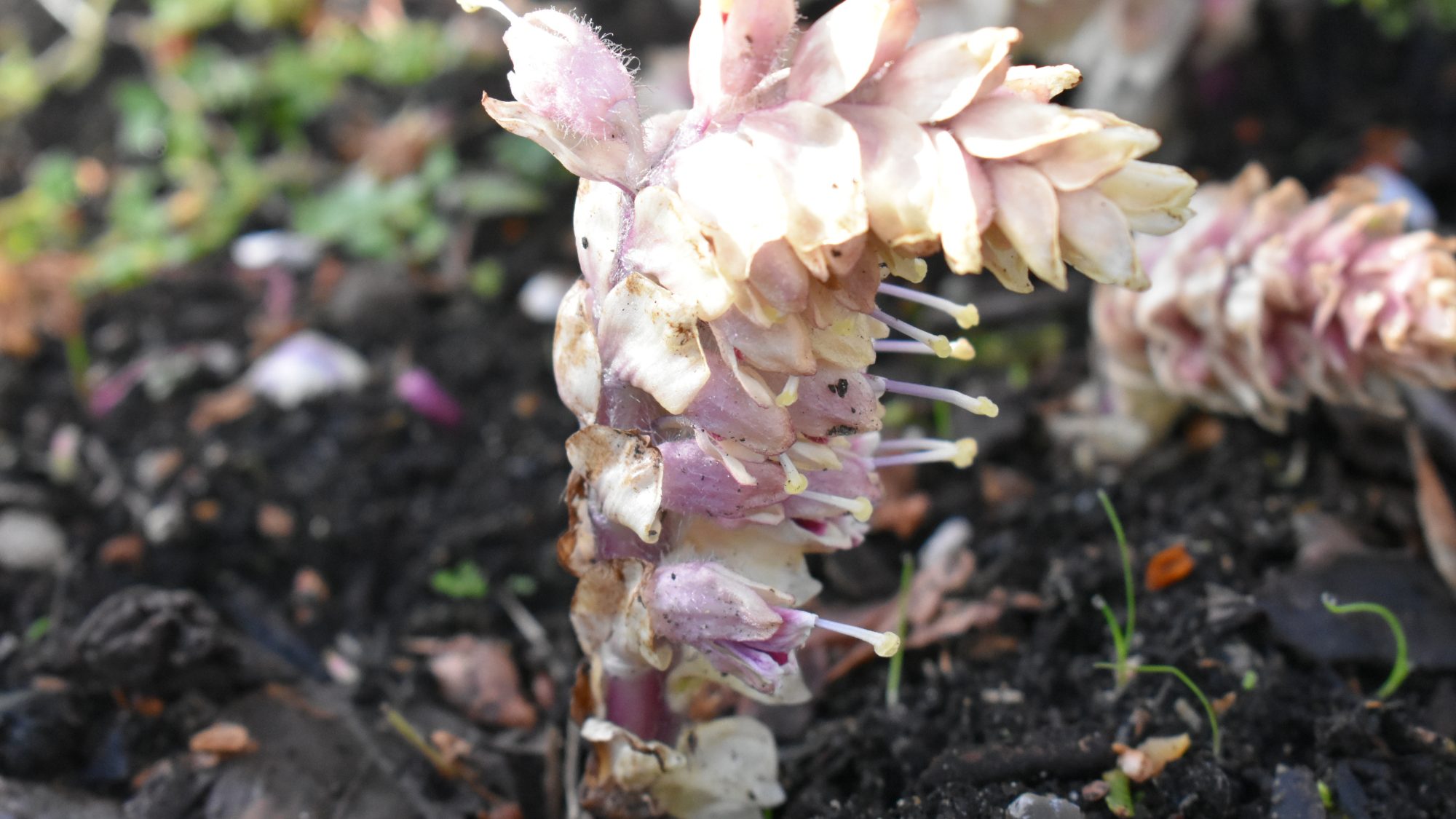 Lathraea squamaria