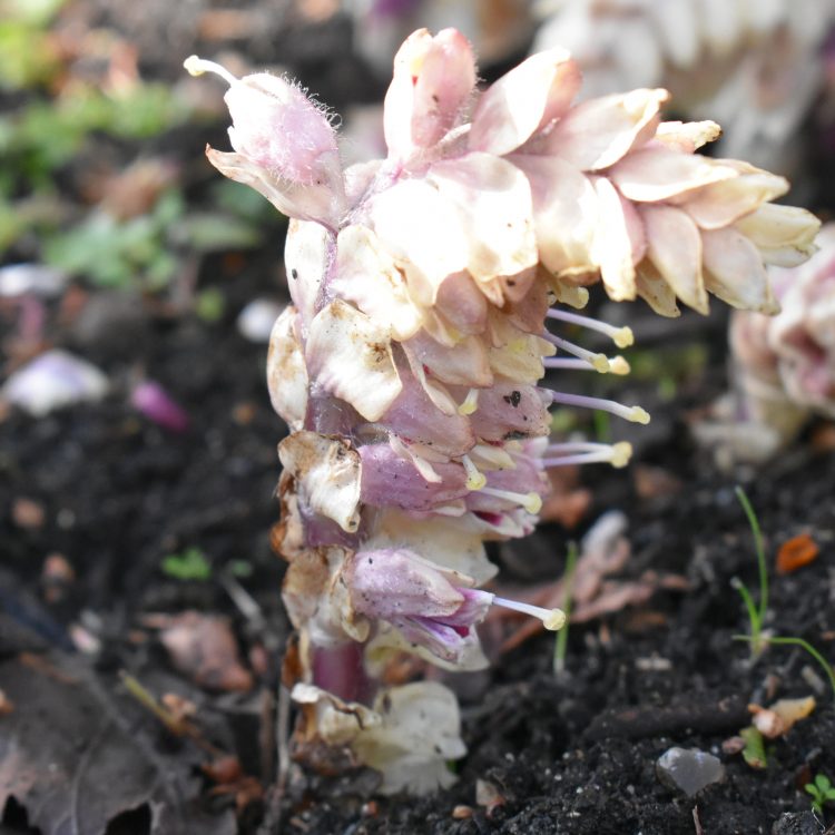 Lathraea squamaria