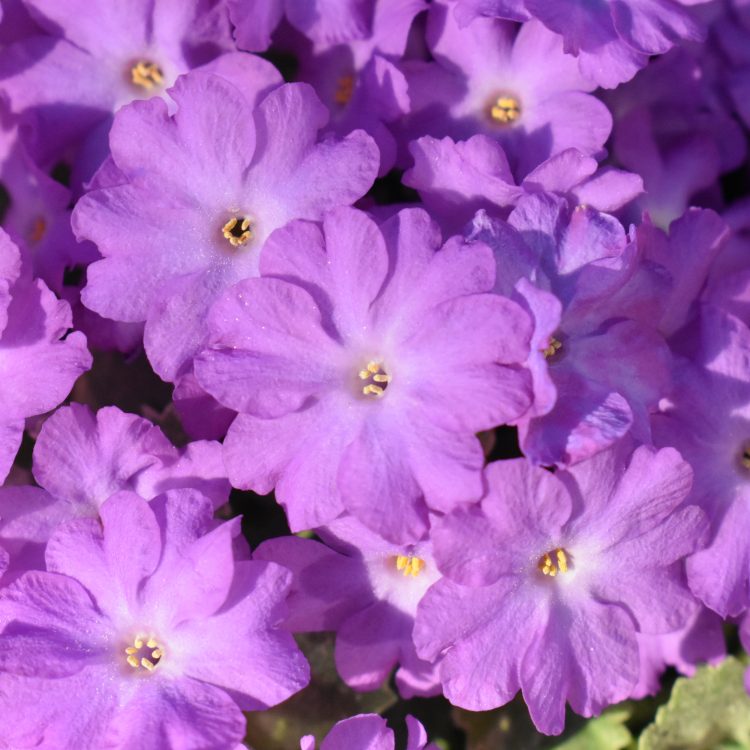 Primula allionii