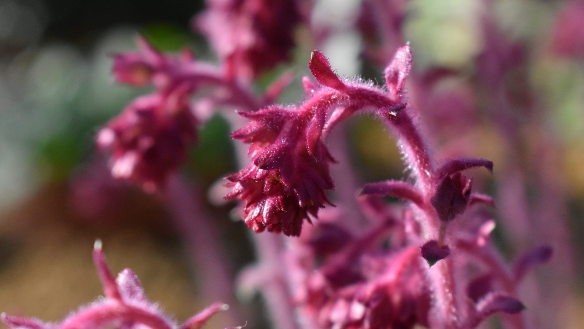 Saxifraga sempervivum