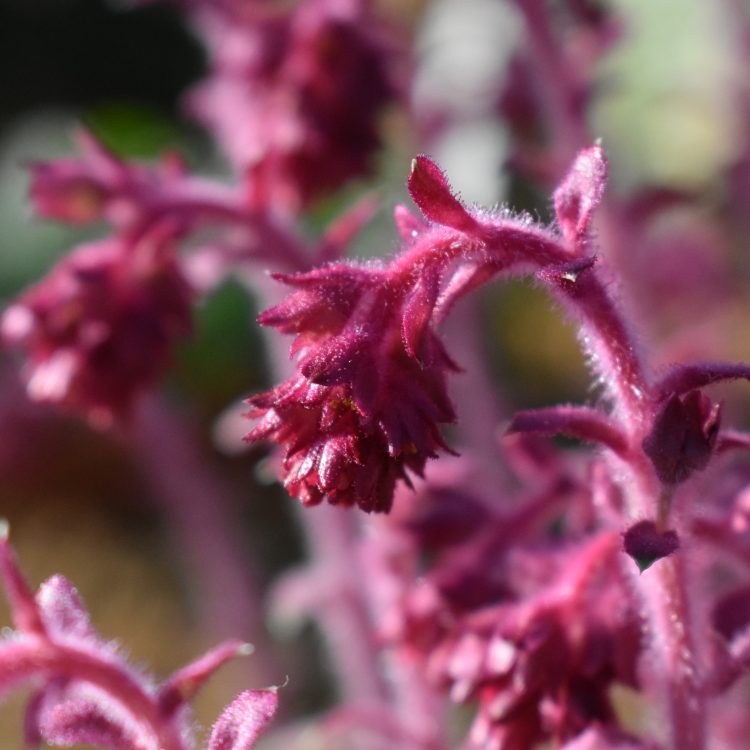 Saxifraga sempervivum