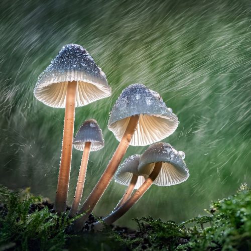 International Garden Photographer of the Year Exhibition 2022