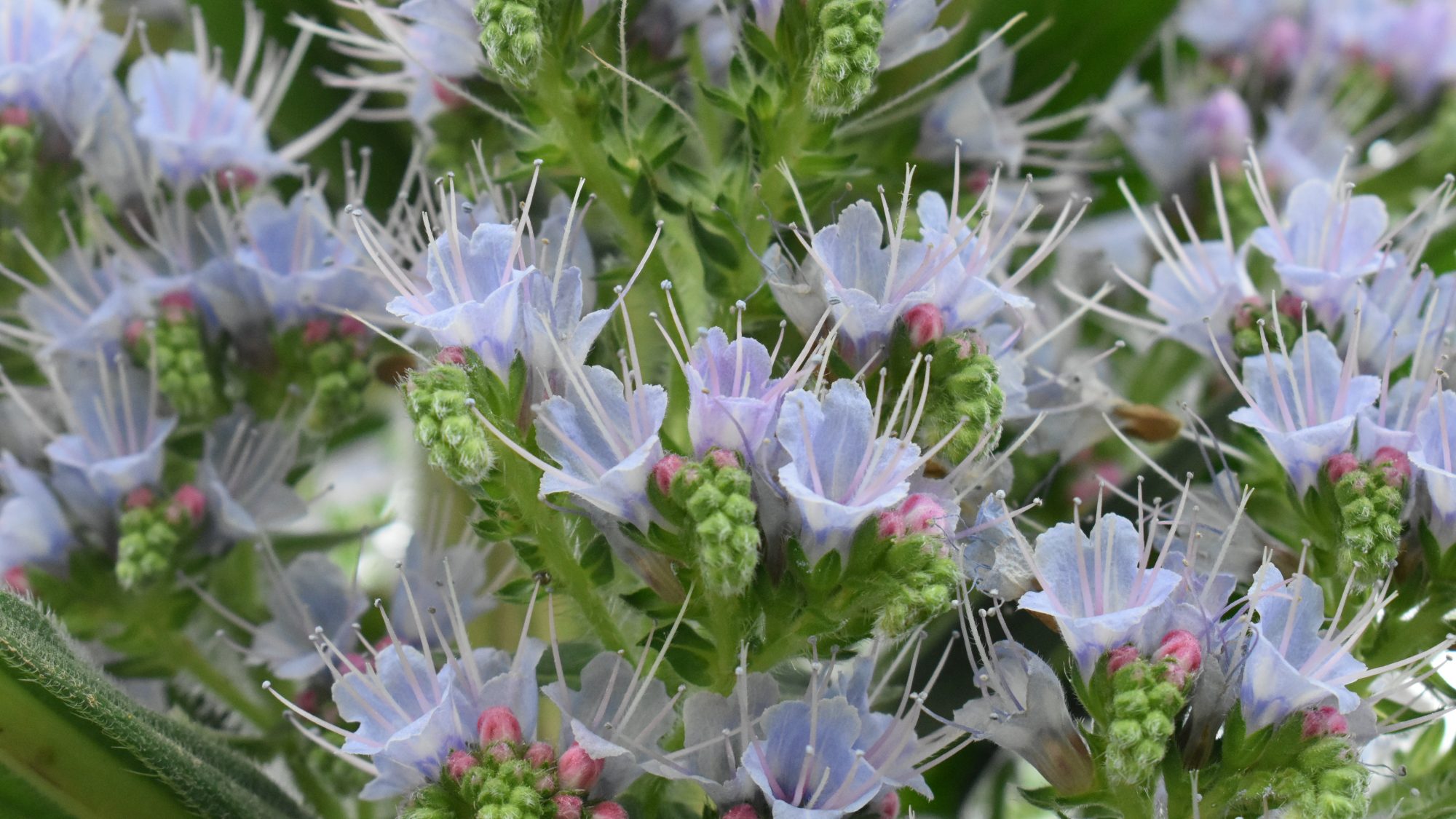 Echium pininana