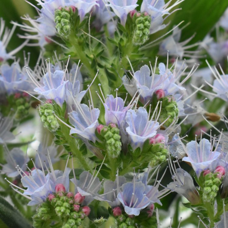 Echium pininana