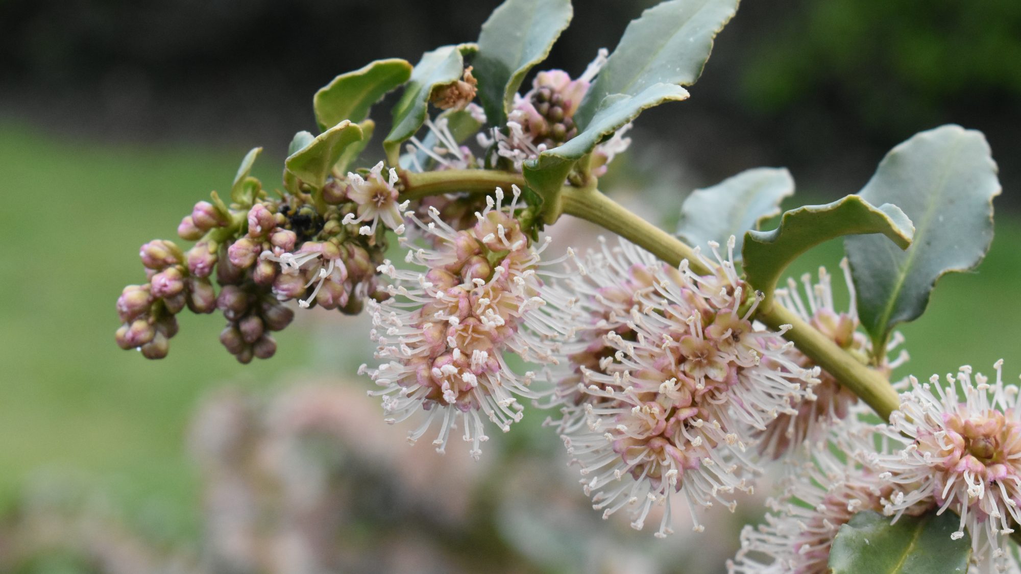 Raceme of cream-white spiky flowers.