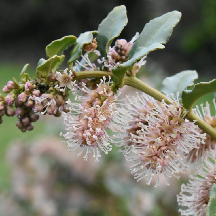 Ercilla spicata