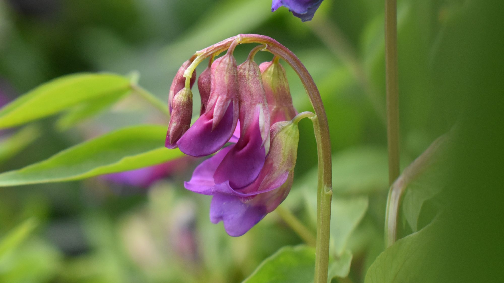 Lathyrus vernus