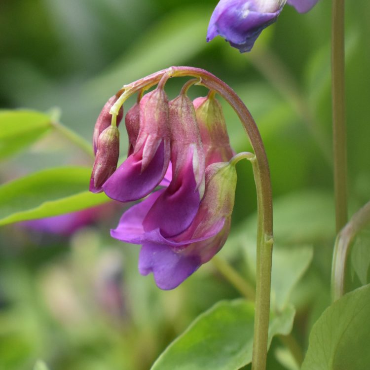 Lathyrus vernus