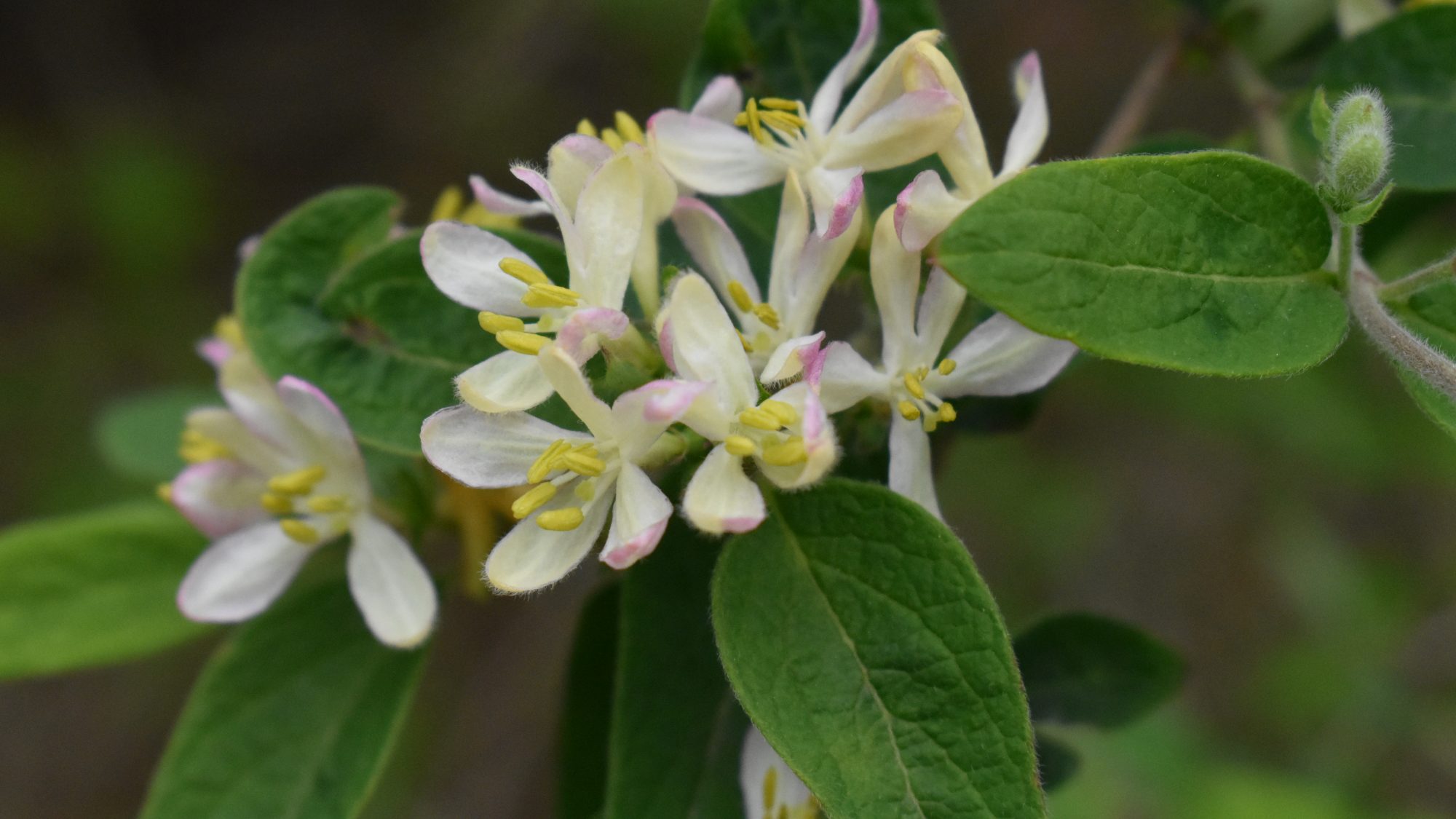 Lonicera pyrenaica