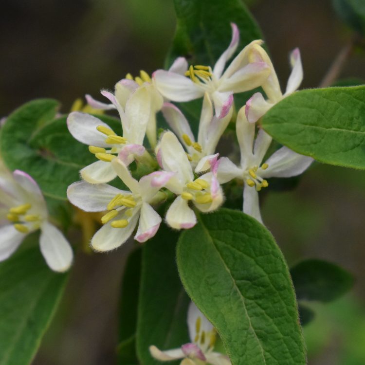Lonicera pyrenaica