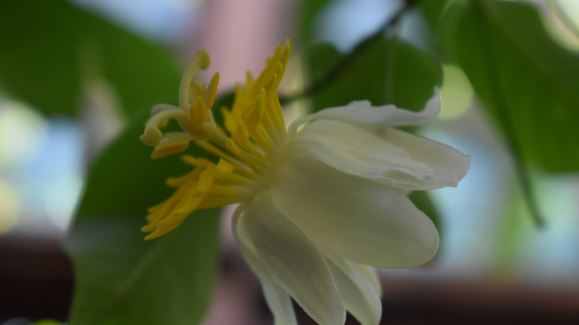 Passiflora emarginata