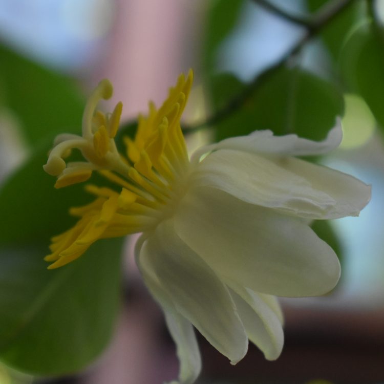 Passiflora emarginata