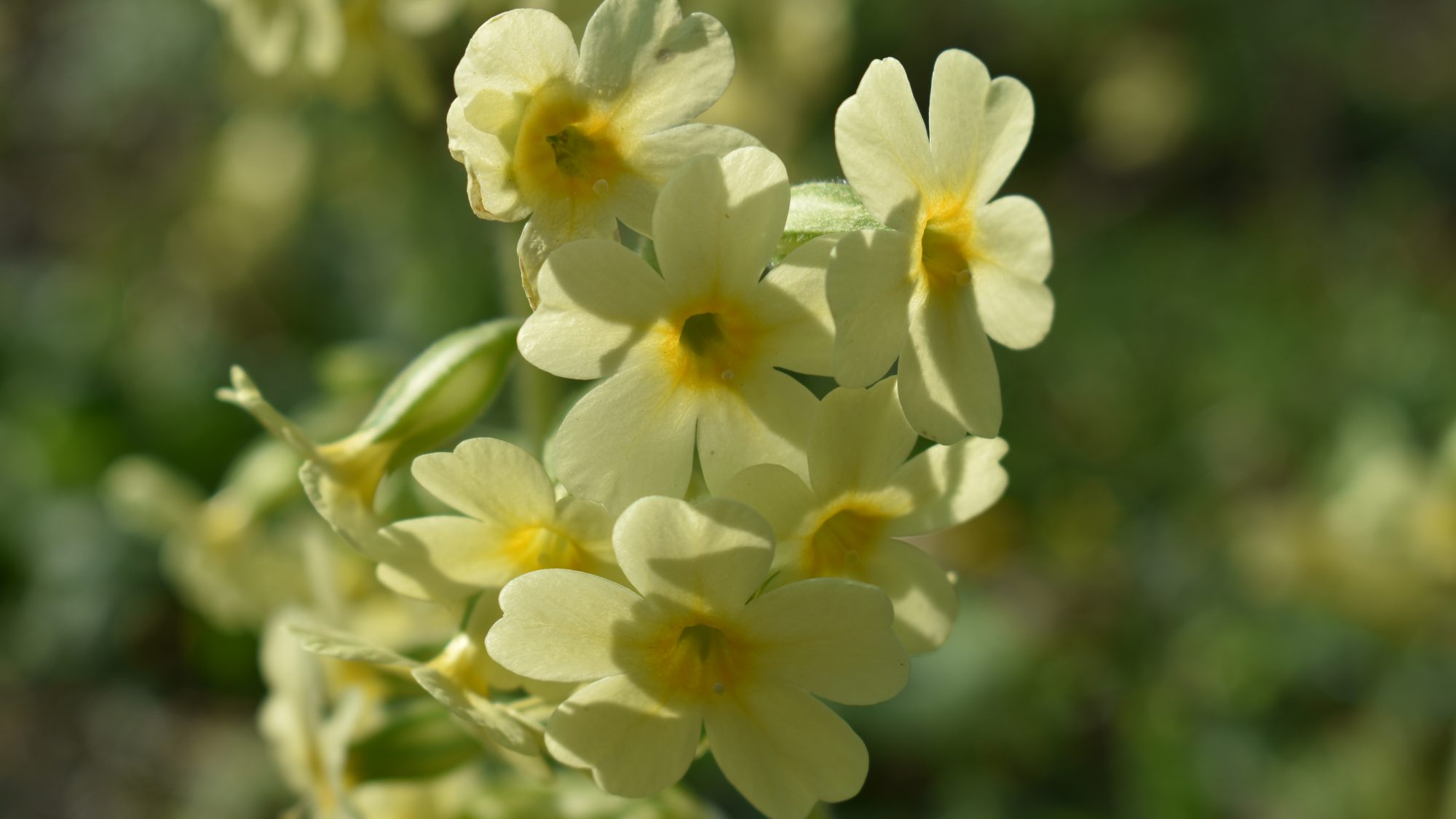 Primula elatior