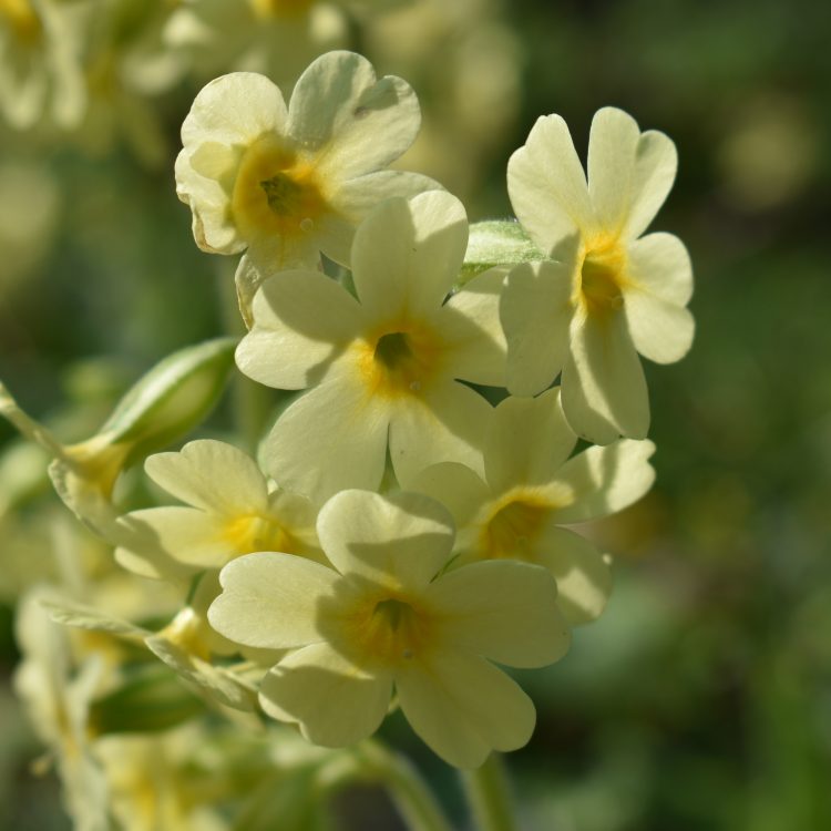 Primula elatior