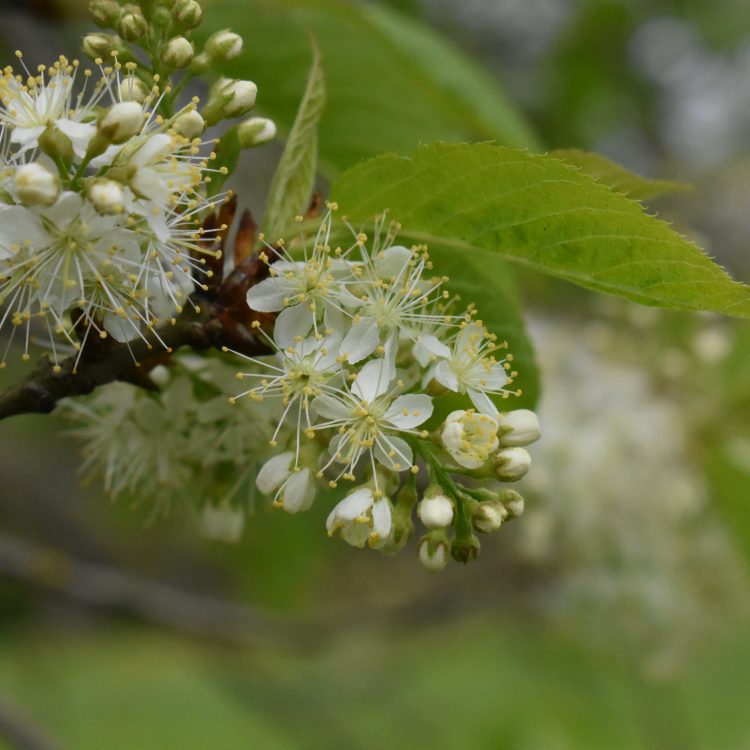 Prunus maackii