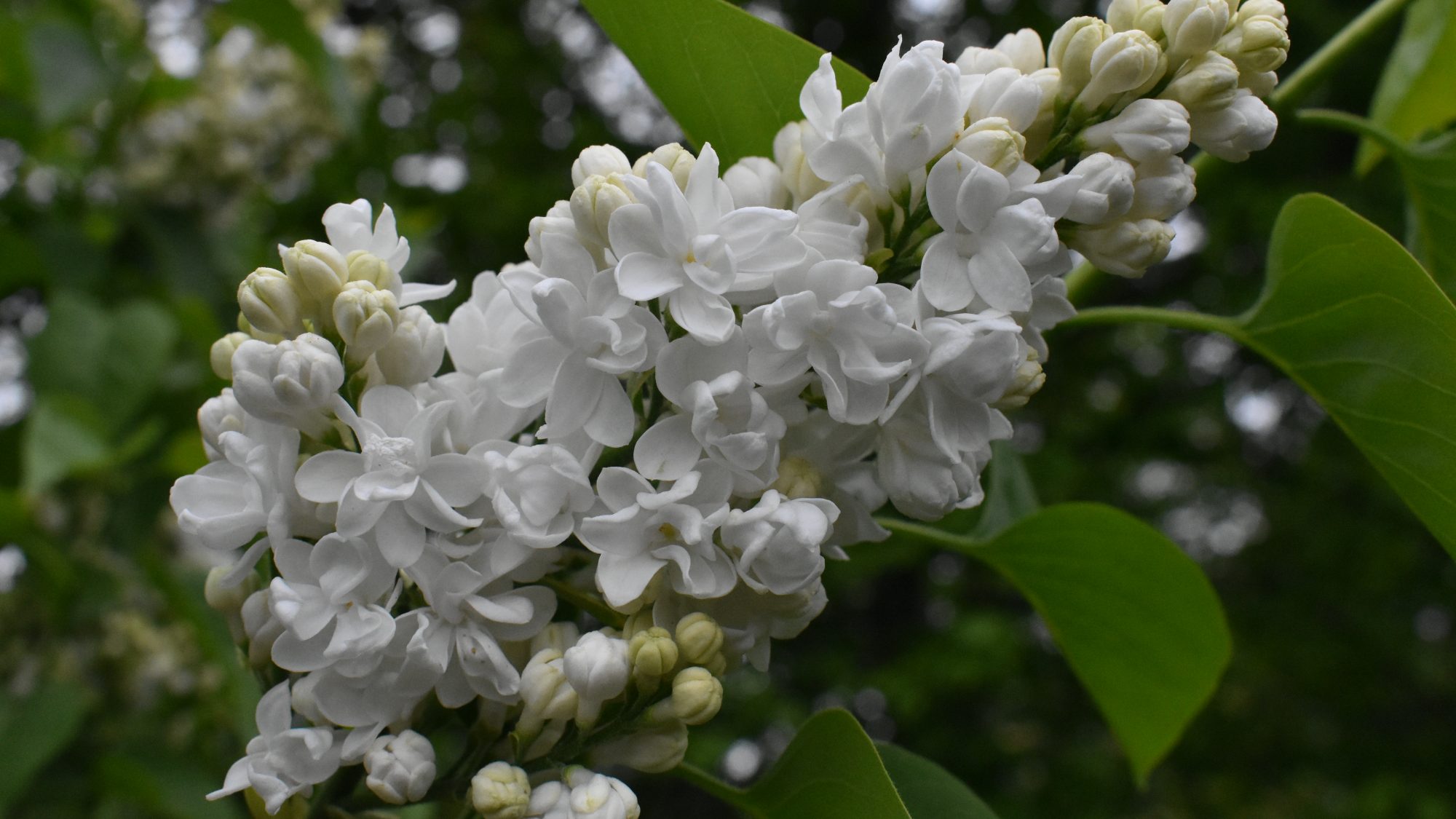 Syringa 'Ellen Willmott'
