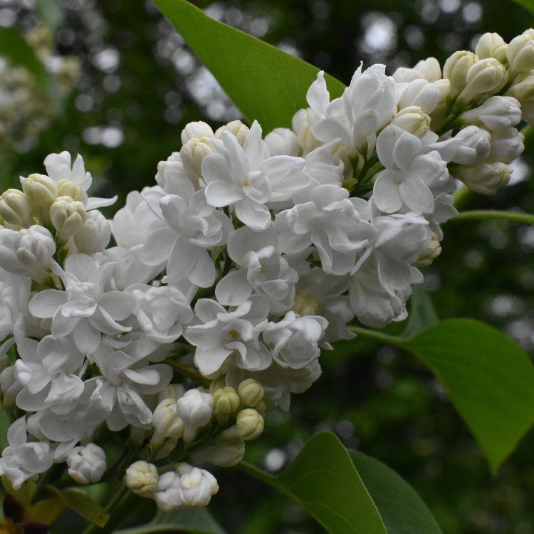 Syringa ‘Ellen Willmott’