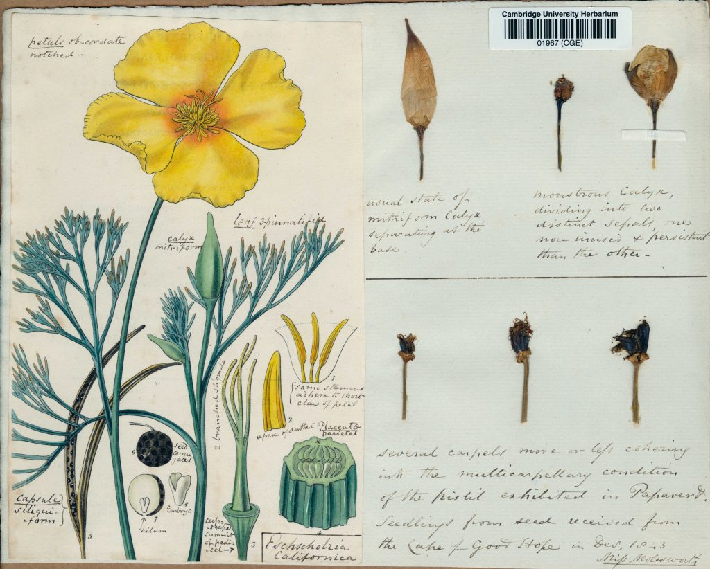 Henslow_CGE00001967_Eschscholzia-californica_1844 Credit: Cambridge University Herbarium Information: The University Herbarium holds many specimens with beautiful illustrations attached, often hand-drawn or hand-painted plates, such as this image of the Californian poppy, Eschscholzia californica, mounted alongside several flower buds of the plant, grown from seed sent to Professor of Botany John Stevens Henslow in 1843. Henslow carefully labelled each part in the illustration and added notes to the sheet pointing out the ‘monstrous’ (ie. mutant) form of one of the buds.