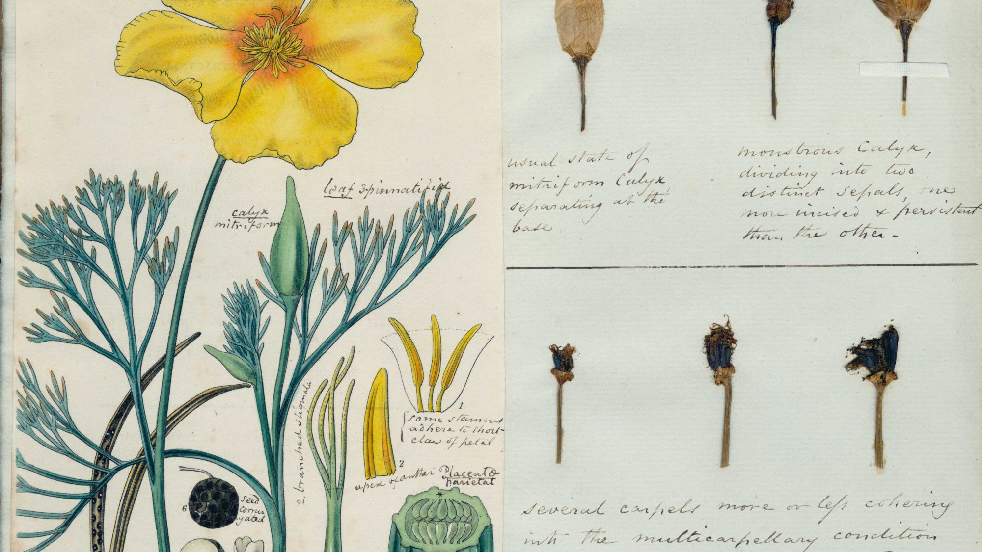 Henslow_CGE00001967_Eschscholzia-californica_1844 Credit: Cambridge University Herbarium Information: The University Herbarium holds many specimens with beautiful illustrations attached, often hand-drawn or hand-painted plates, such as this image of the Californian poppy, Eschscholzia californica, mounted alongside several flower buds of the plant, grown from seed sent to Professor of Botany John Stevens Henslow in 1843.