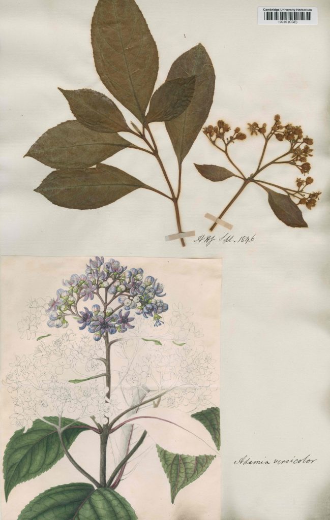 Herbarium sheet showing pressed flowers and a painted illustration of those flowers.