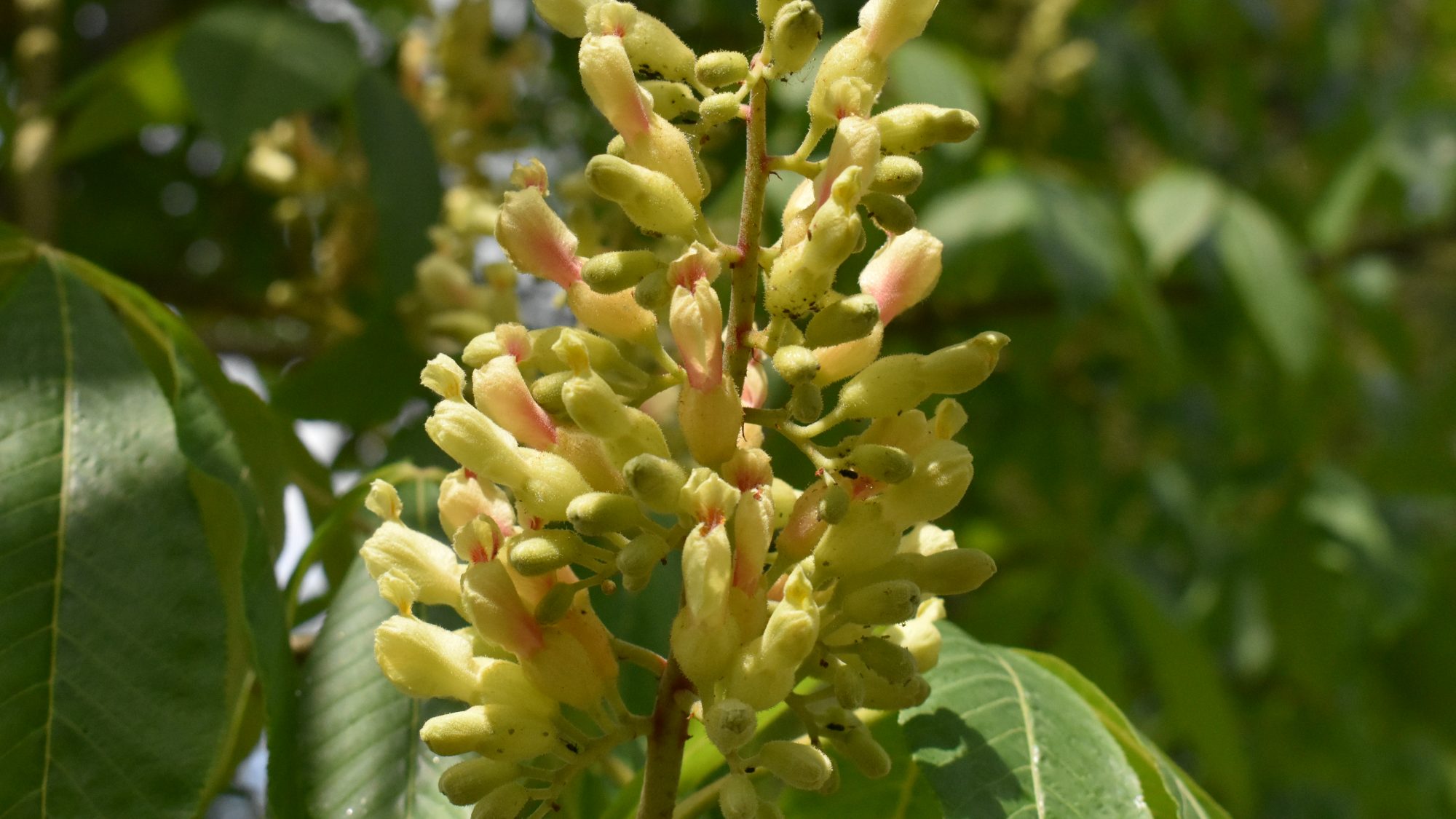 Panicle of cream-yellow flowers with pink marking.