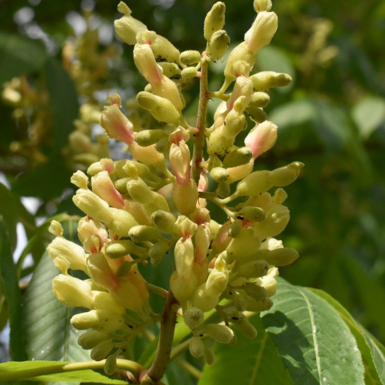 Aesculus flava