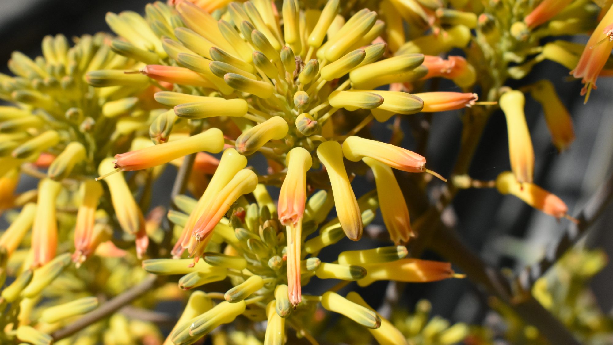 Aloe buhrii