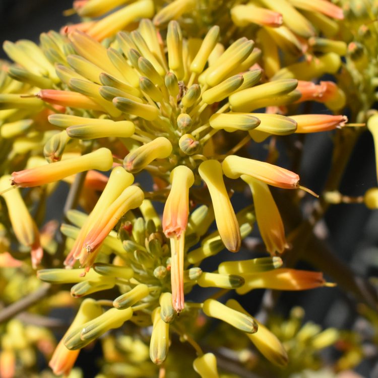 Aloe buhrii