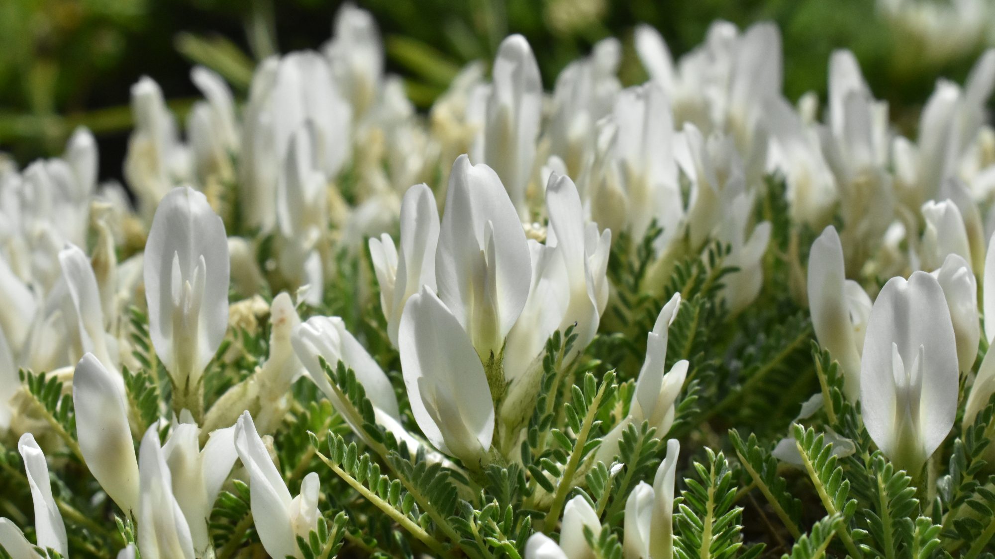 White pea-like flowers.