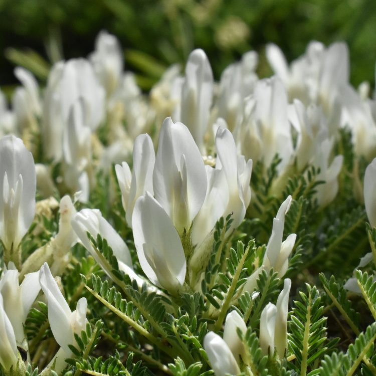 Astragalus cymbostegis